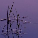 reeds in purple water