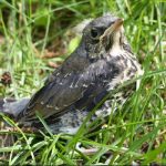 baby-bird-in-grass