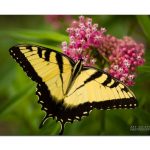 butterfly and blossoms