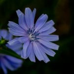 common chicory