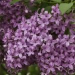 lilac blossoms