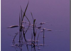 reeds in purple water